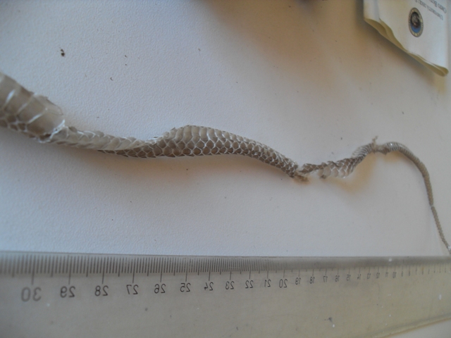 Muta (di biacco vero?)